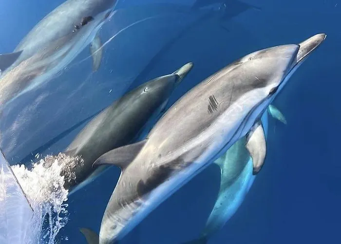 LA BADINE Appartement rénové Haut de game et Parc Prestations Premiumamme avec Climatisation Vue Pisc Aparthotel Hyères