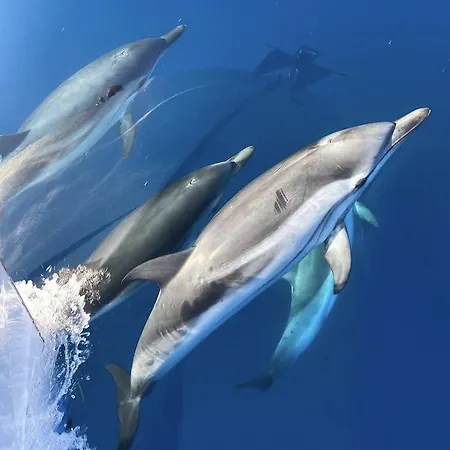 La Badine Clim Balneo Piscine Apart-hotel Hyères